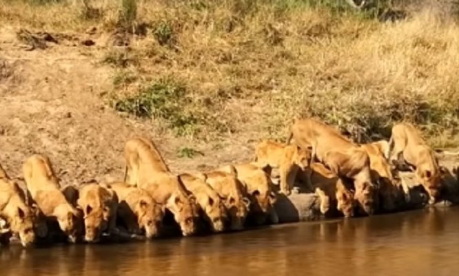 Зняли видовищне відео, як 20 левів прийшли на водопій (відео)