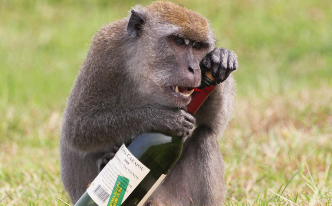 П'яна мавпа у Непалі розпивала алкоголь з людьми та напала на 4000 осіб