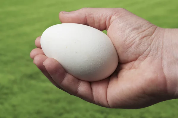 Яйця в руках волинського майстра стали символом кохання (фото)