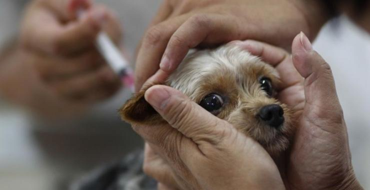 На Волині визначили 18 місць безплатної вакцинації тварин від сказу