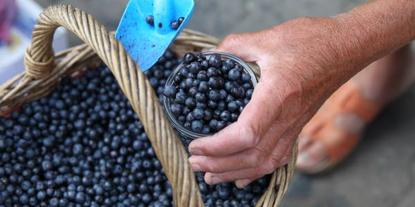 Сезон чорниць: на Волині місцеві бюджети заробили понад мільйон гривень на ягодах