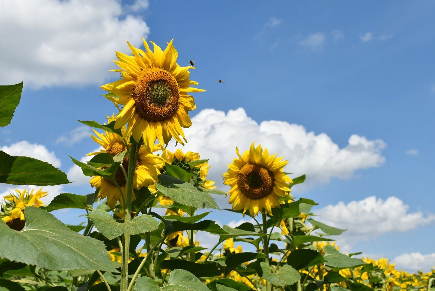Волиняни засадили 40 тисяч гектарів соняшниками: що робитимуть з врожаю