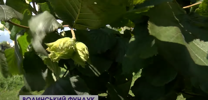 На місці чагарника: в селі на Волині вирощують гектари фундука (відео)