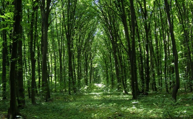 На Волині повернули державі землі лісового фонду вартістю понад 27 мільйонів