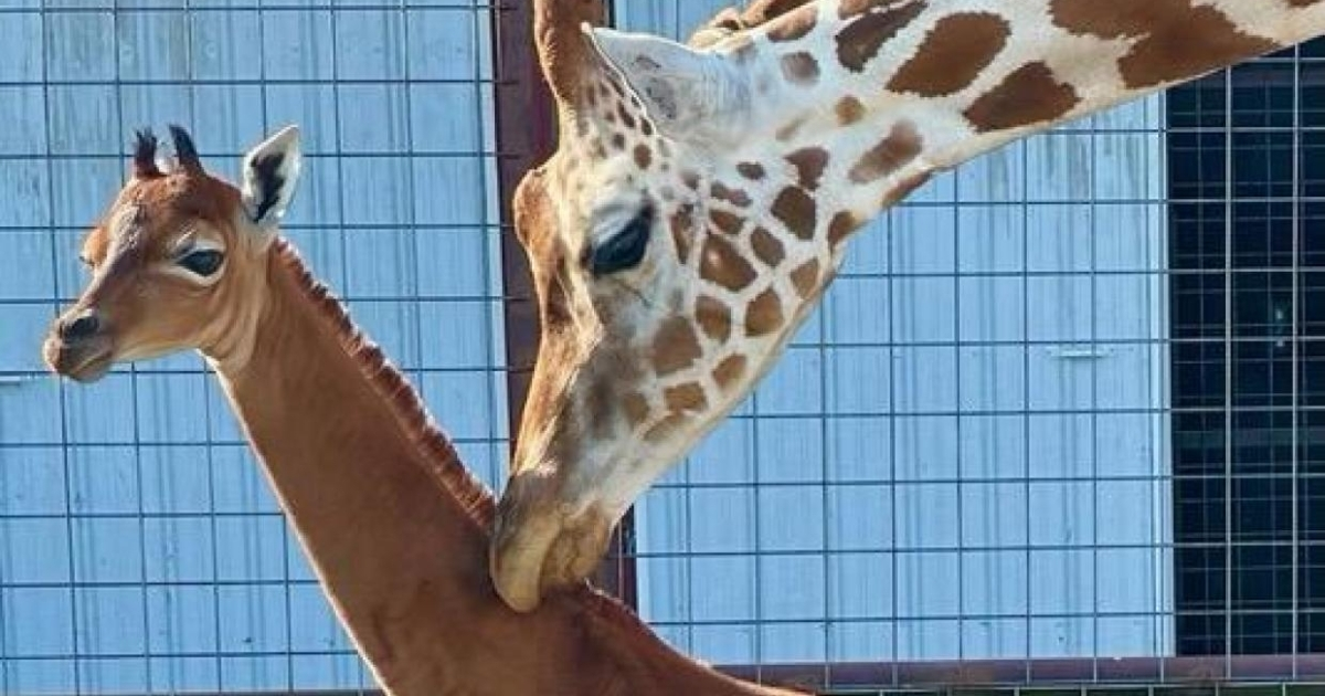 У зоопарку США народився жираф без плям