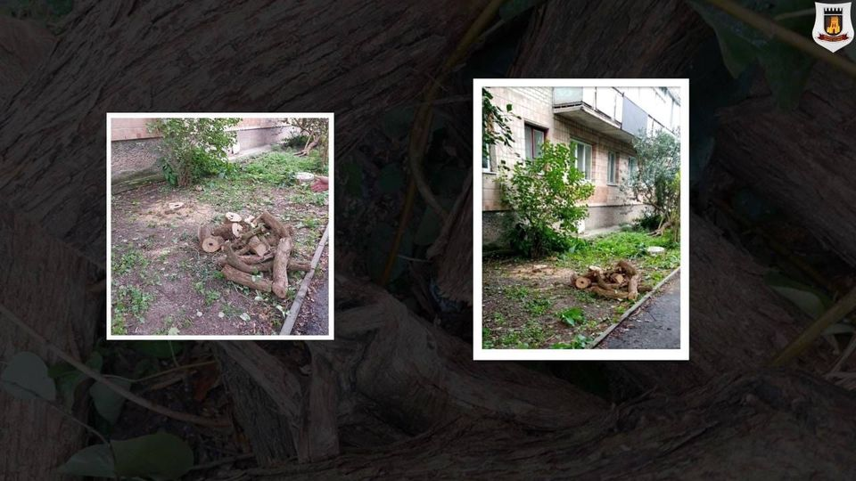 Знищив дерево під вікном: у Луцьку знайшли дроворуба-шкідника