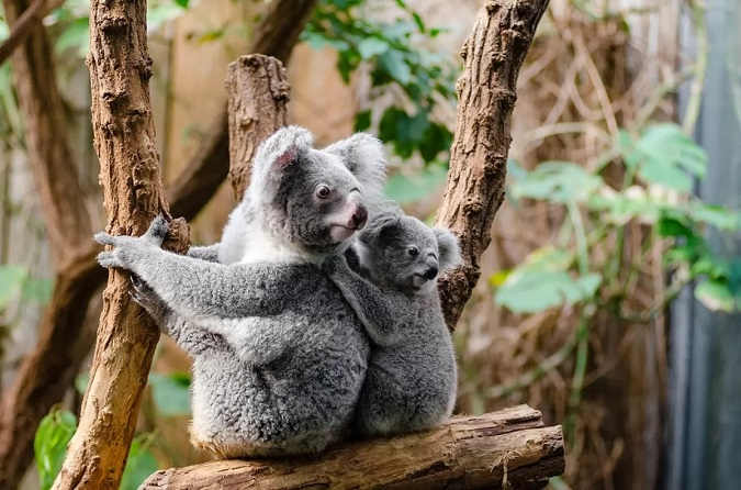 Задля збереження «житла» для коал Австралія заборонила вирубувати ліс