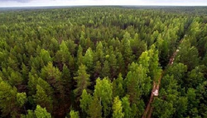 На Волині лісові землі вартістю майже 10 мільйонів повернули державі