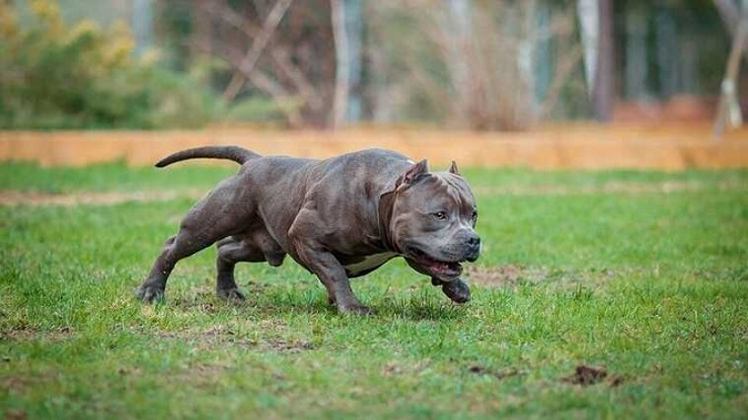 У Британії заборонили собак породи американський буллі XL