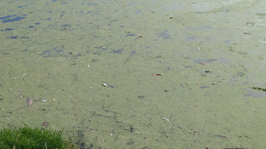 Екоінспектори обстежили ставок у Луцьку, в якому загинула риба (відео)