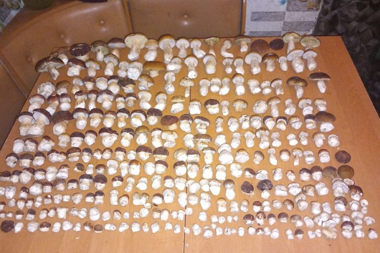 316 білих грибів вдалося «вполювати» волинянці за один раз (фото)