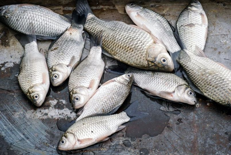 Як продавати живу рибу: правила від волинських експертів