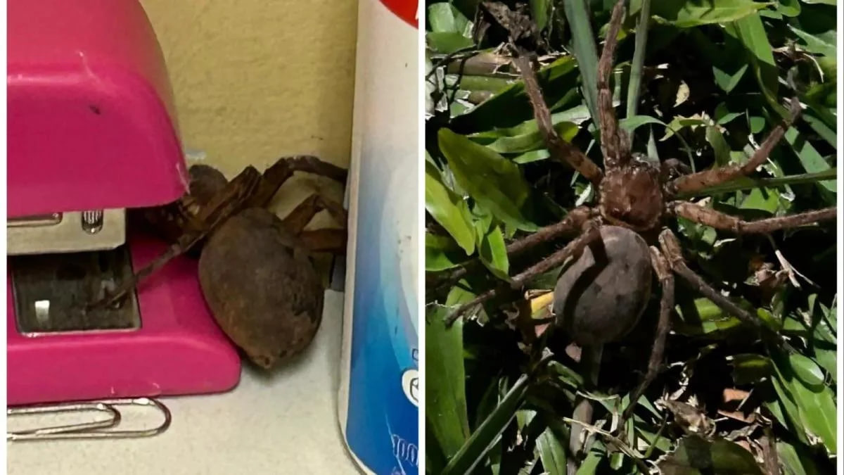 Жінка знайшла павука-гіганта у своєму офісі: це була вагітна самка