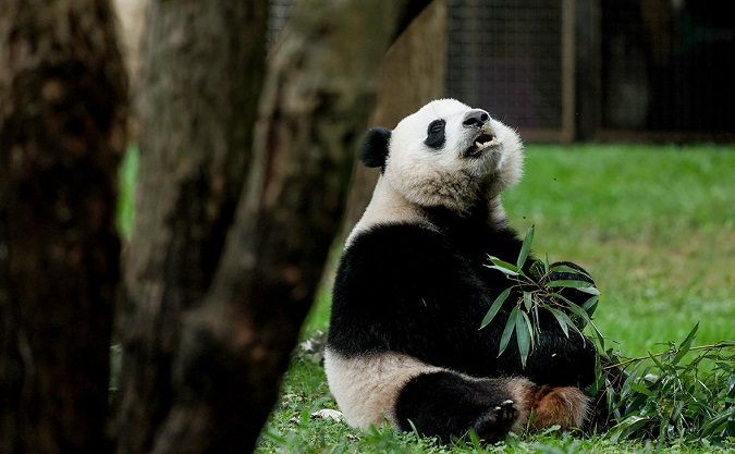 Китай забирає усіх своїх панд із зоопарків США