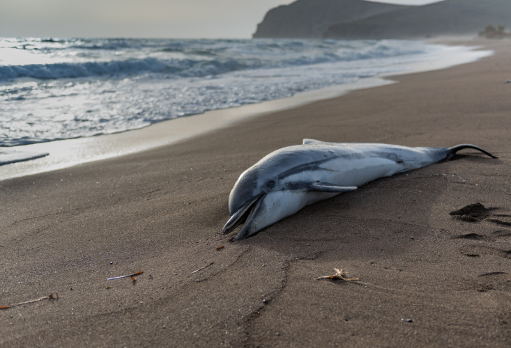 В Амазонці загинули понад 100 дельфінів через рекордну температуру води