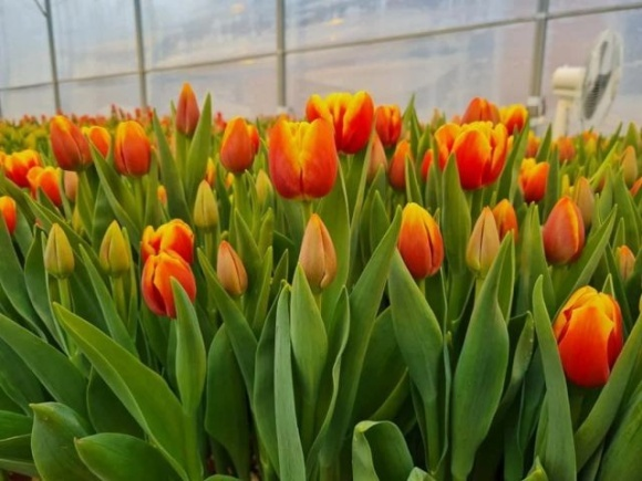 У Нідерландах теплицю для тюльпанів обігрівають теплом від майнінгу біткоїнів