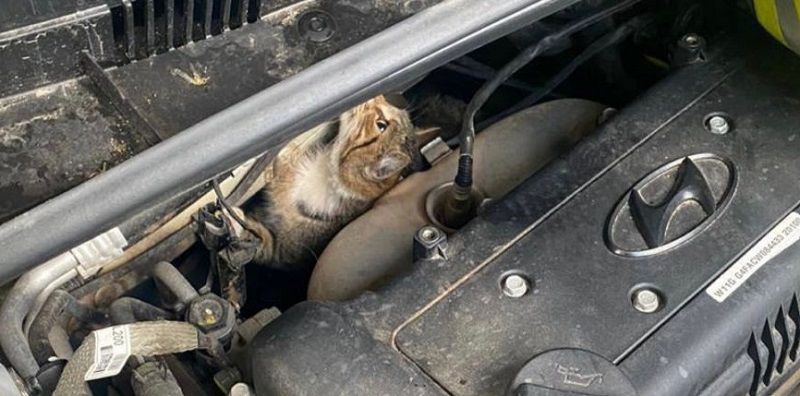 У Нововолинську врятували кота, який застряг під капотом авто (фото)