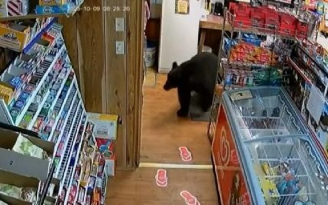 Ведмідь вкрав на заправці мармеладних ведмедиків (відео)