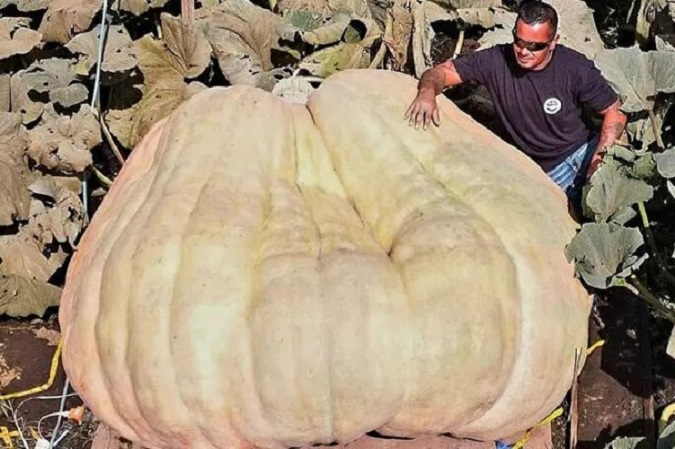 Фермер виростив найбільшй у світі гарбуз: його вага вражає (фото)