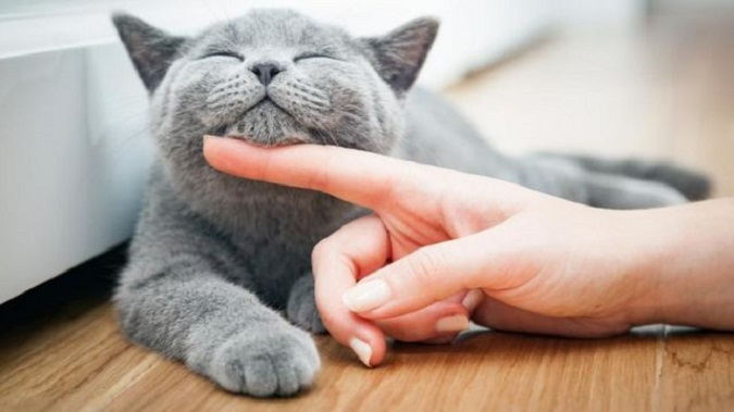 8 цікавих ознак, що ваш кіт вас любить