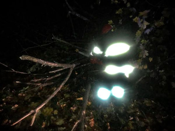 Луцькі рятувальники звільнили дорогу від поваленого вітром дерева (фото)