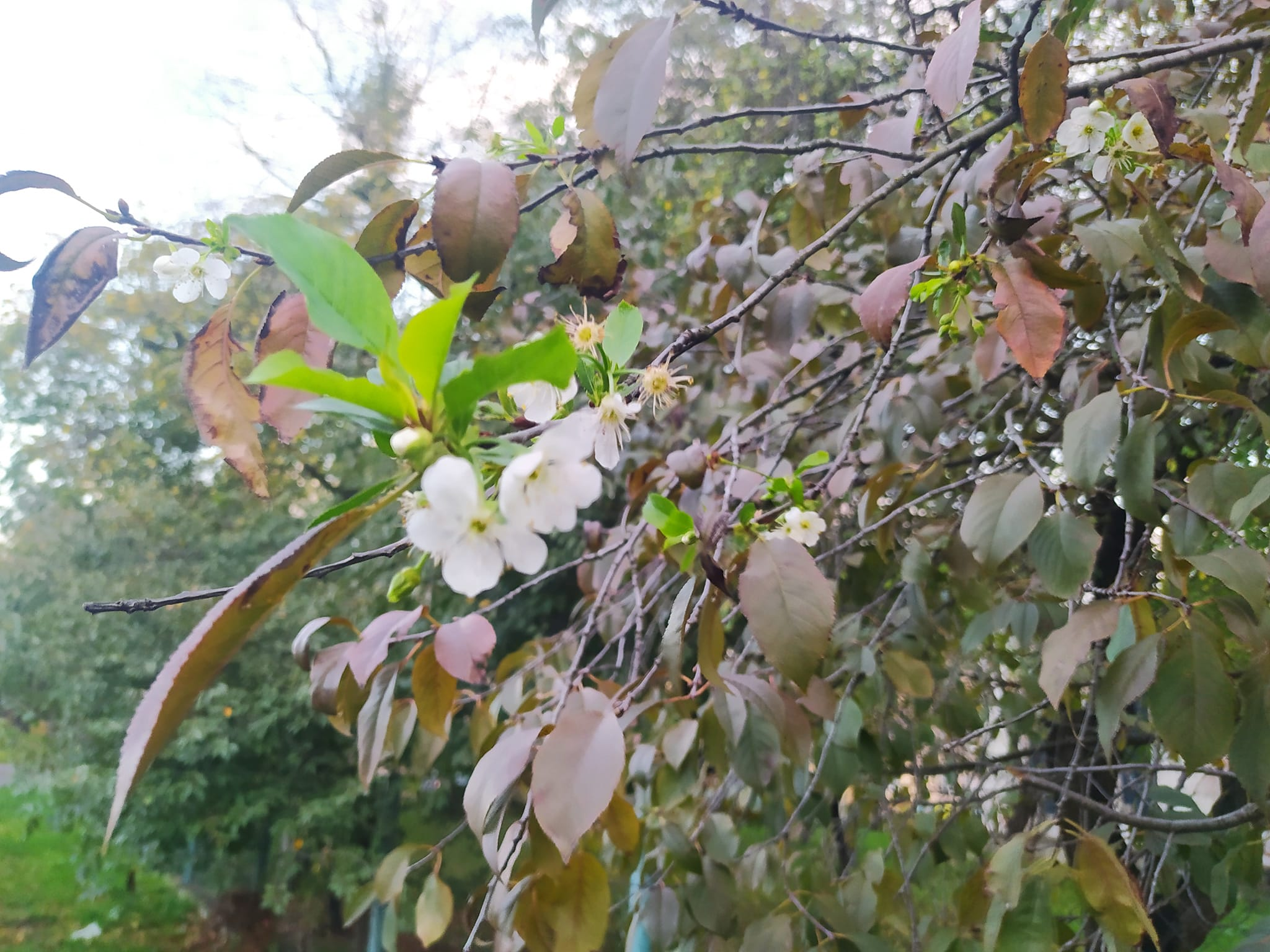 У Луцьку посеред листопада зацвіла вишня (фотофакт)
