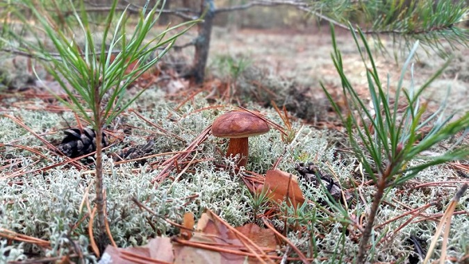 На Волині цього року зафіксували випадок отруєння грибами: що необхідно знати (відео)
