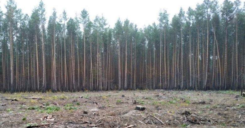 Посадовці лісової галузі Волині дозволили незаконні рубки на 21 млн грн – їх судитимуть