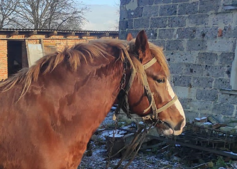 «Люблю коней»: волинський ковбой 15 км їхав на краденому скакуні