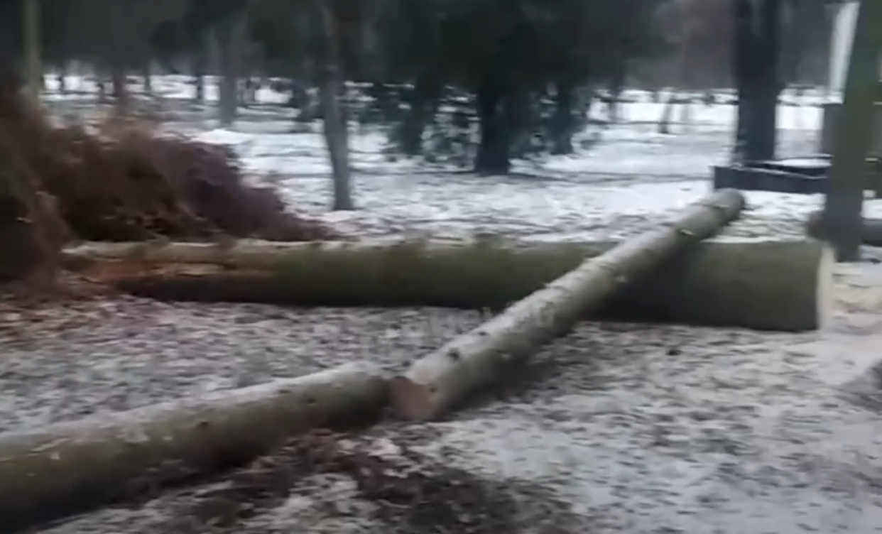У Центральному парку Луцька позрізали багаторічні ялинки: для чого (відео)