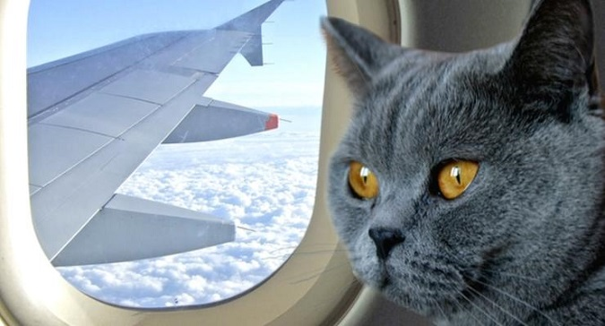 Літак Turkish Airlines перервав зліт через кота-нелегала в салоні