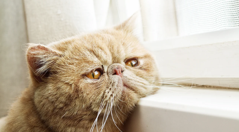 Депресія у кота: як розпізнати та допомогти