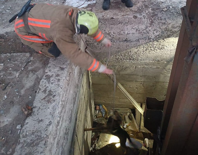 На Ковельщині собака впав у величезну яму та не зміг вибратись  – викликали рятувальників (фото)