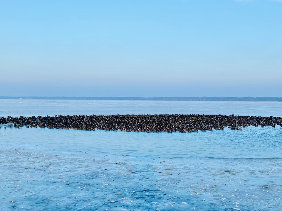 На Світязі крига «ув'язнила» майже тисячу птахів (фото)