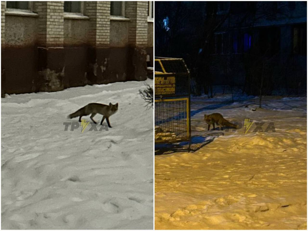 У Луцьку знову помітили лисицю: гуляла проспектом (фото)