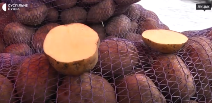 До 25 гривень за кілограм: чому на Волині здорожчала картопля (відео)