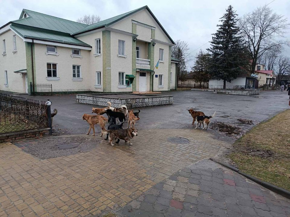 На Старовижівщині господарів каратимуть за собак, які вештаються містом (фото)
