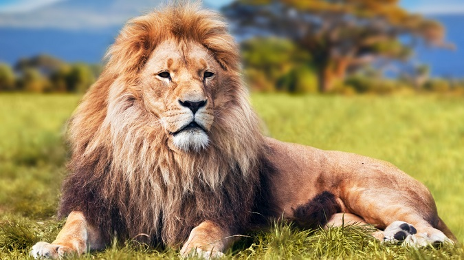 У Нігерії лев убив працівника зоопарку, який доглядав його 9 років