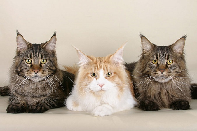 Топ-10 котячих порід, які легко уживаються в одному домі з іншими котами