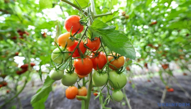 Які помідори краще садити, аби добре вродили й було смачно