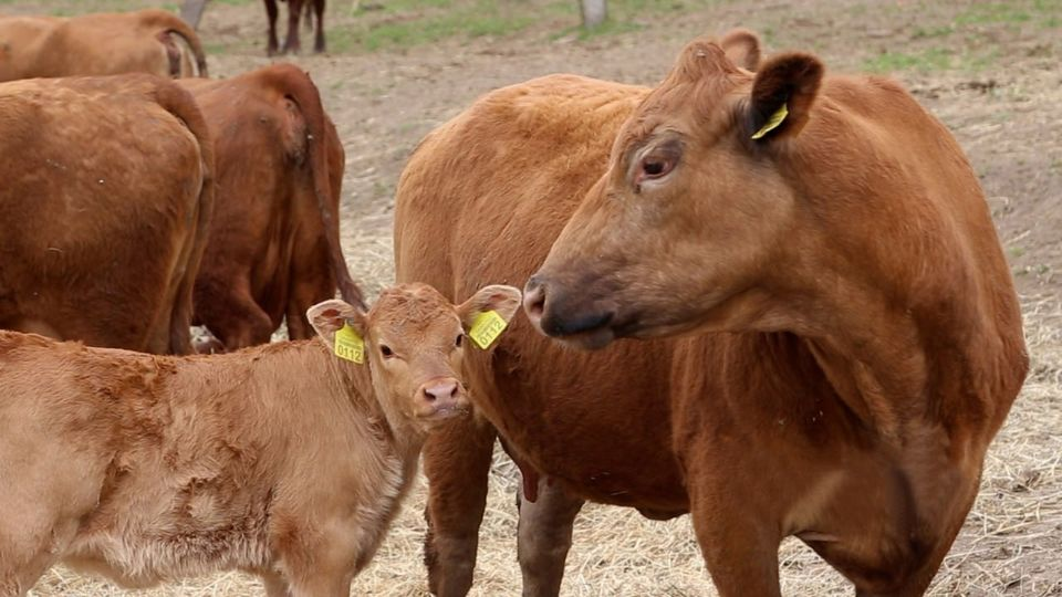 Як волинські селекціонери 30 років тому вивели унікальну породу великої рогатої худоби