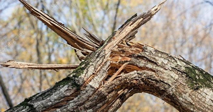 В лісі на Ковельщині дерево впало на 21-річного хлопця – він загинув