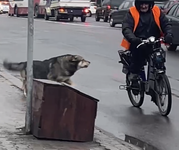 У Луцьку на Рівненській безпритульні собаки кидаються на людей (відео)
