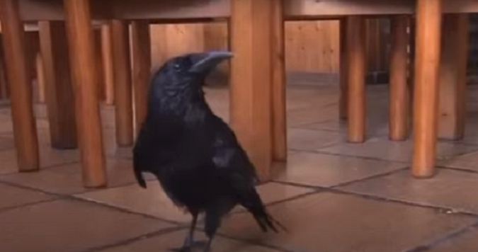 Ворона 26 років ходить на сніданок до кафе та навчилася казати «привіт» (відео)