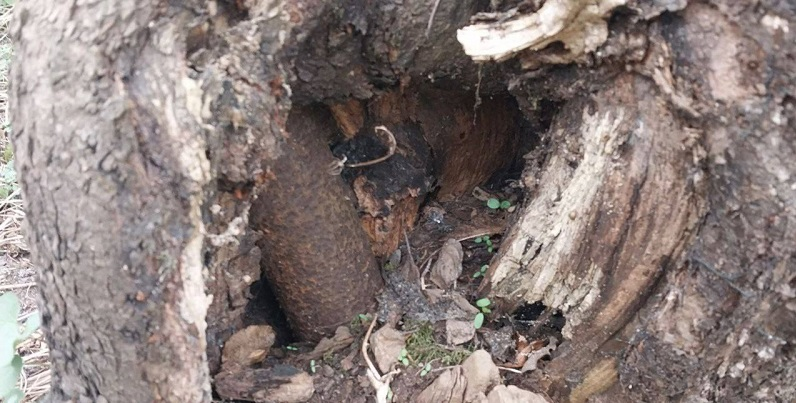 Снаряд у дереві: в Ковелі знайшли вибухонебезпечний предмет (фото)