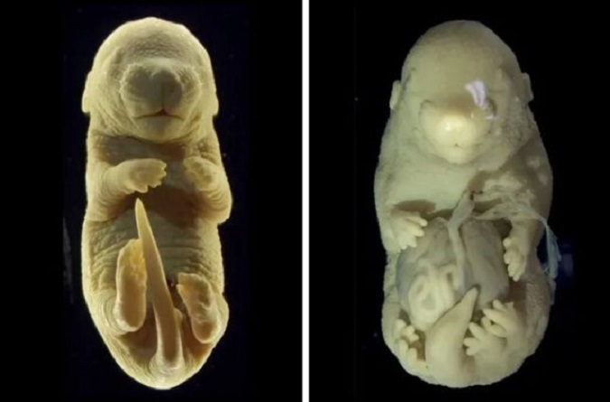 Вчені випадково створили ембріон миші з шістьма лапами і без статевих органів (фото)