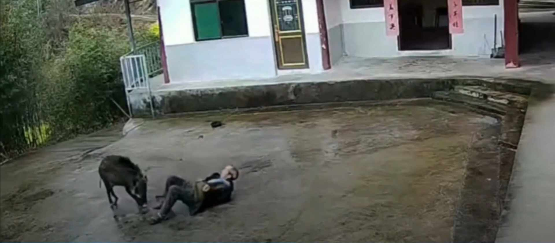 У Китаї дикий кабан напав на 70-річного дідуся (відео 18+)