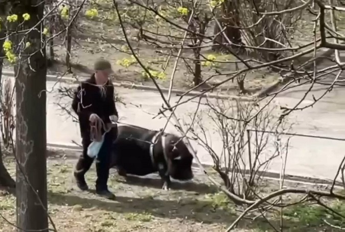 Відео дня: у Києві чоловік на повідку вигулював величезну свиню