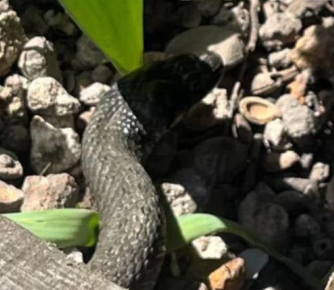 На Волині у міському парку помітили змію (фото)