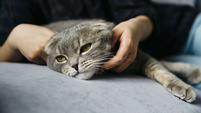 Чому кіт не дає спати вночі: які причини та що з цим можна зробити